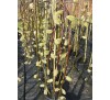Декоративная ива козья (Salix caprea "Iva”) на штамбе С5